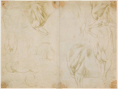 Studien zur Muskulatur der Vordergliedmaßen des Pferdes, ca. 1480 von Leonardo da Vinci